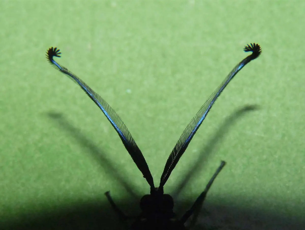 amazing-antennae-of-insects-frontline